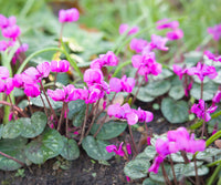 Alpenveilchen Violett Blumensamen Aussaat