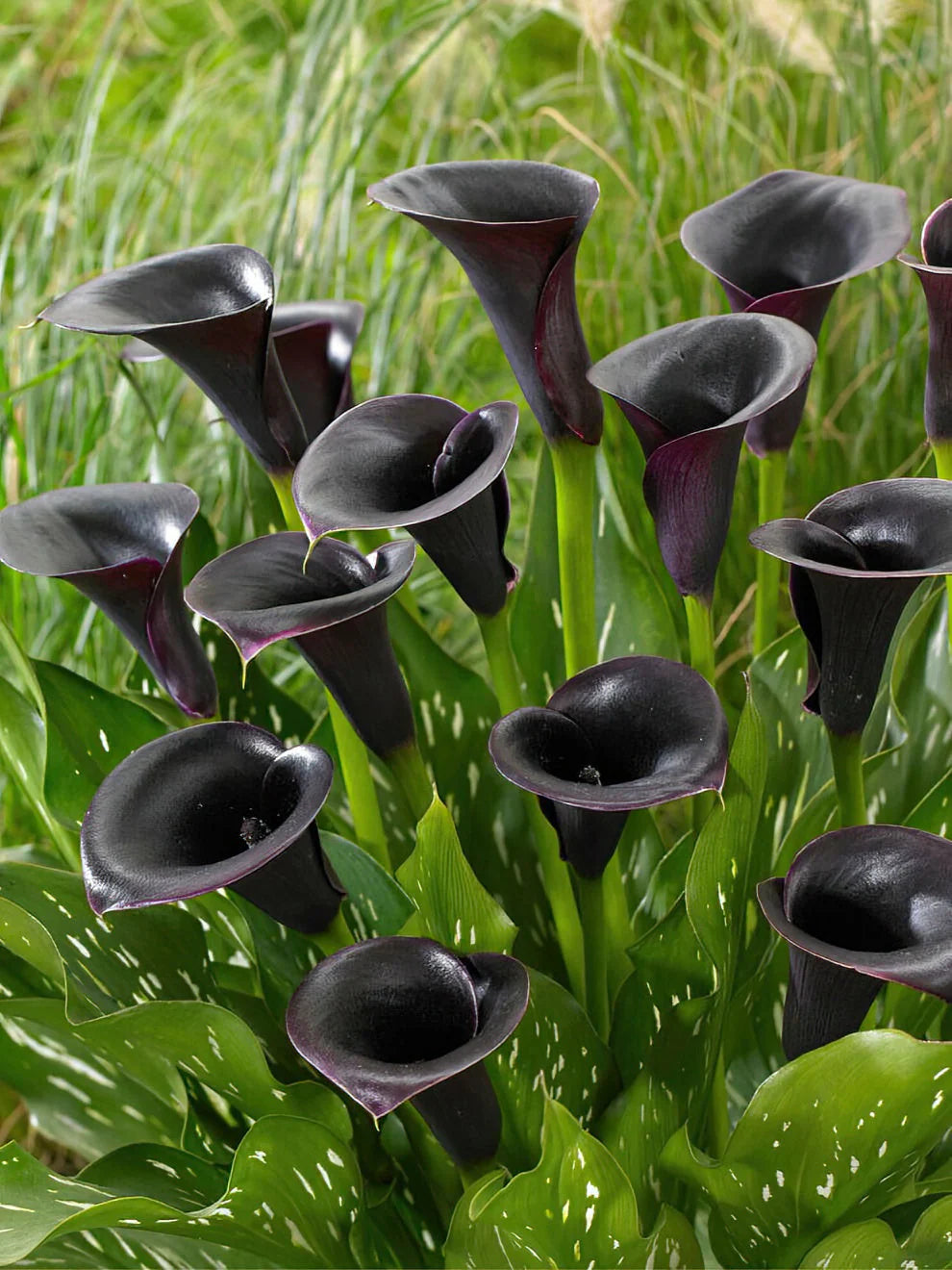Exotic schwarz calla used as cut blumen