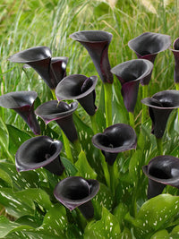 Exotic schwarz calla used as cut blumen