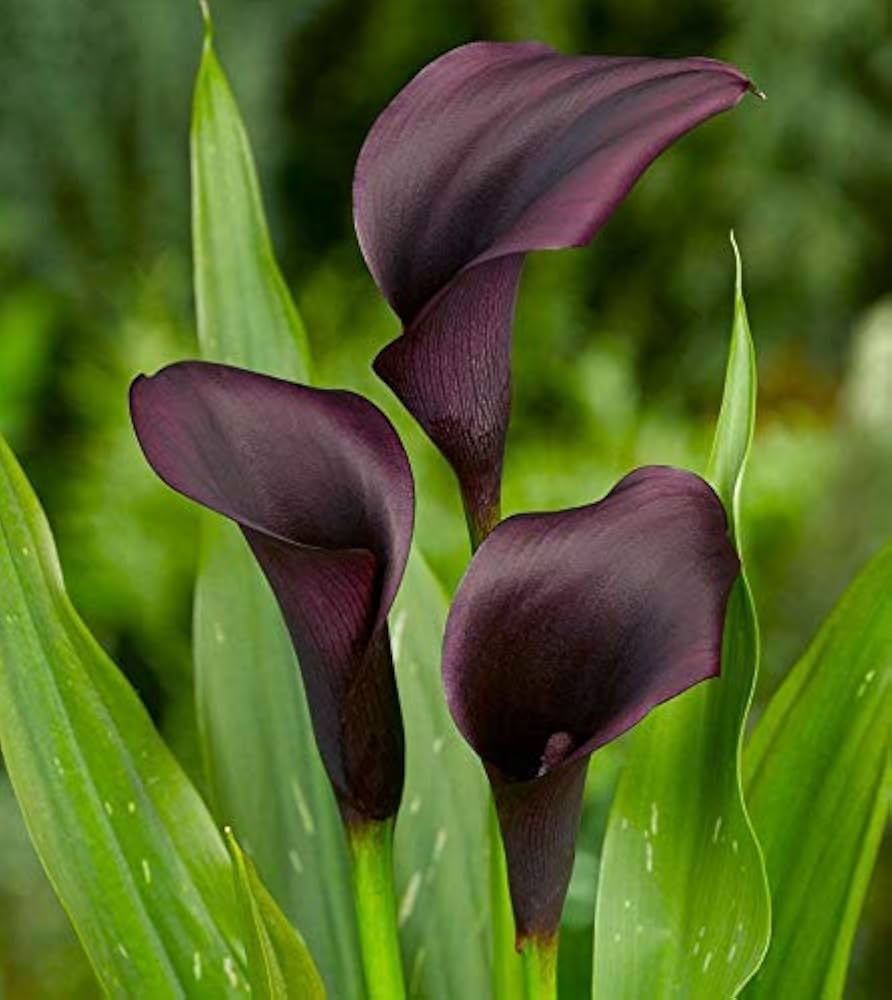 Non gmo exotic schwarz calla samen