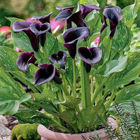 Ornamental exotic schwarz calla flowering pflanze