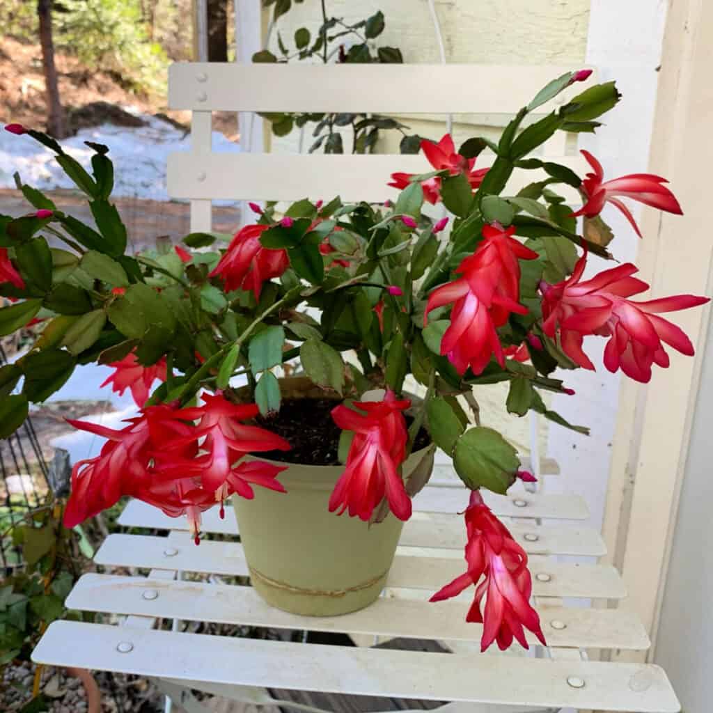 tief Rot Weihnachtskaktus Blumensamen zur Aussaat – hochwertige Qualitäts- – Traditionssorte & ohne Gentechnik Samen Hausgarten