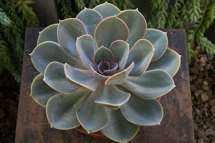 Grün Chicks Sempervivum Blumensamen zur Aussaat – sonnenliebend – Traditionssorte & ohne Gentechnik Samen Hausgarten