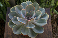 Grün Chicks Sempervivum Blumensamen zur Aussaat – sonnenliebend – Traditionssorte & ohne Gentechnik Samen Hausgarten