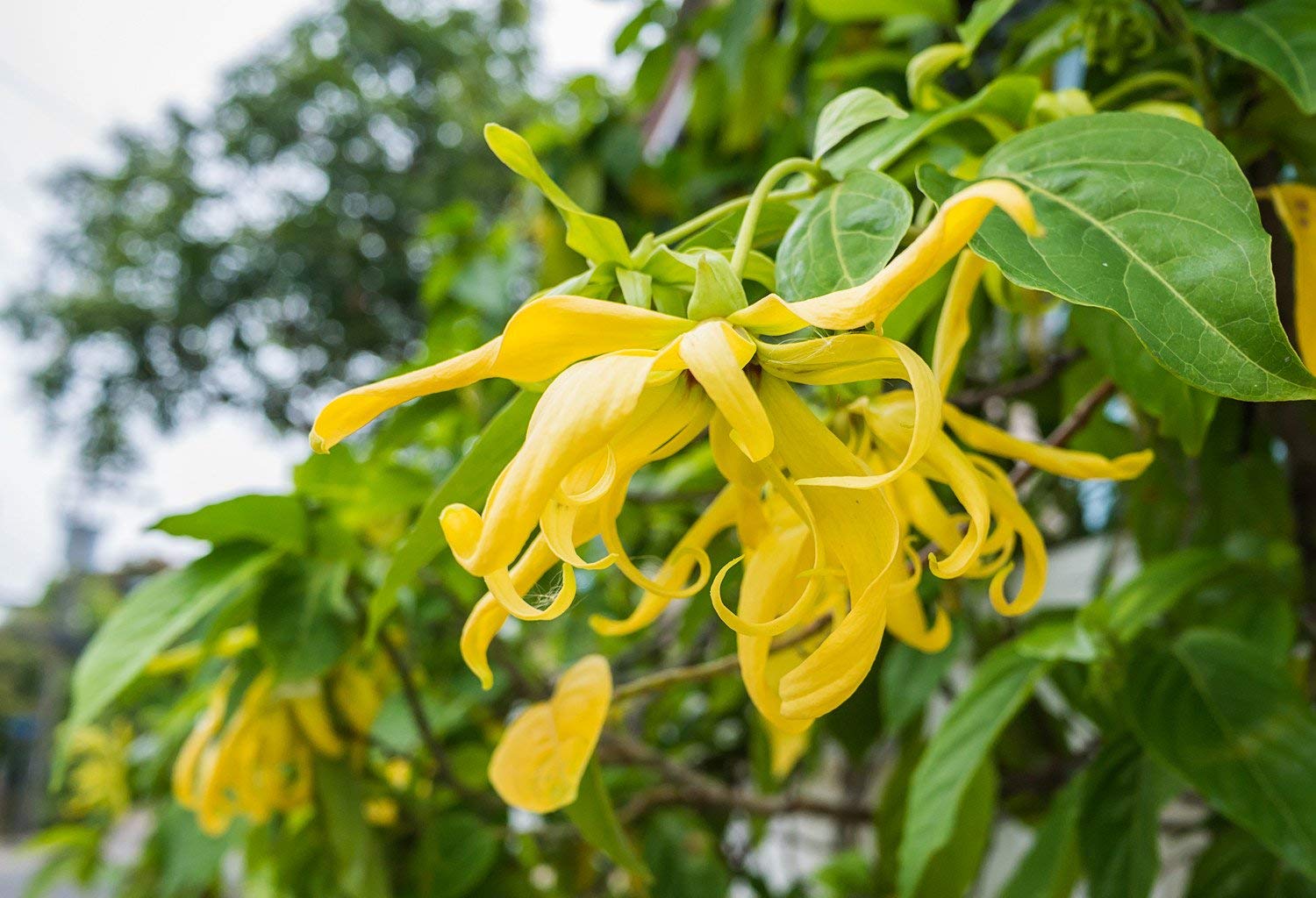 Exotic gelb cananga garten blooms
