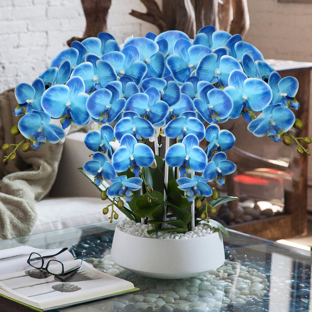 Sky blau phalaenopsis orchid blume samen for vibrant indoor blooms