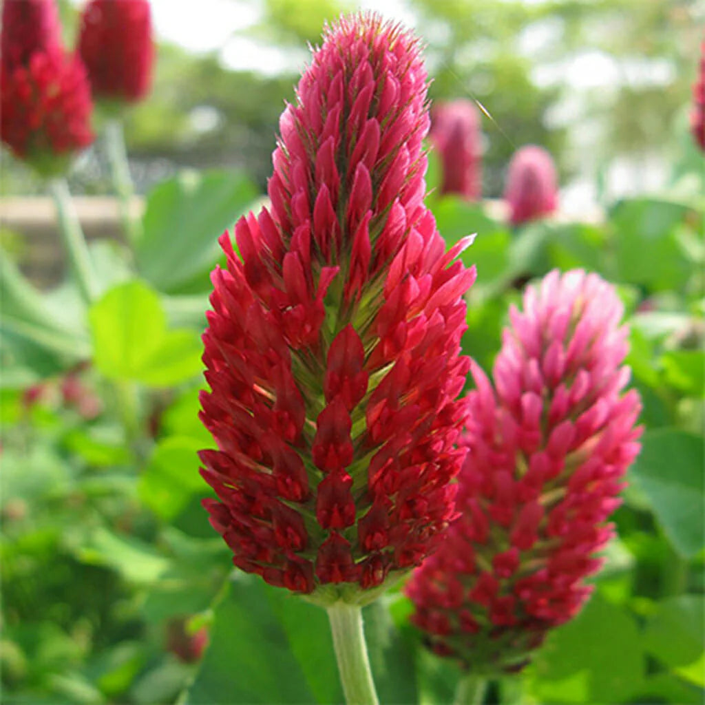 Rot Clover Blumensamen zur Aussaat – saisonal Dauerblüher – Traditionssorte & ohne Gentechnik Samen Hausgarten