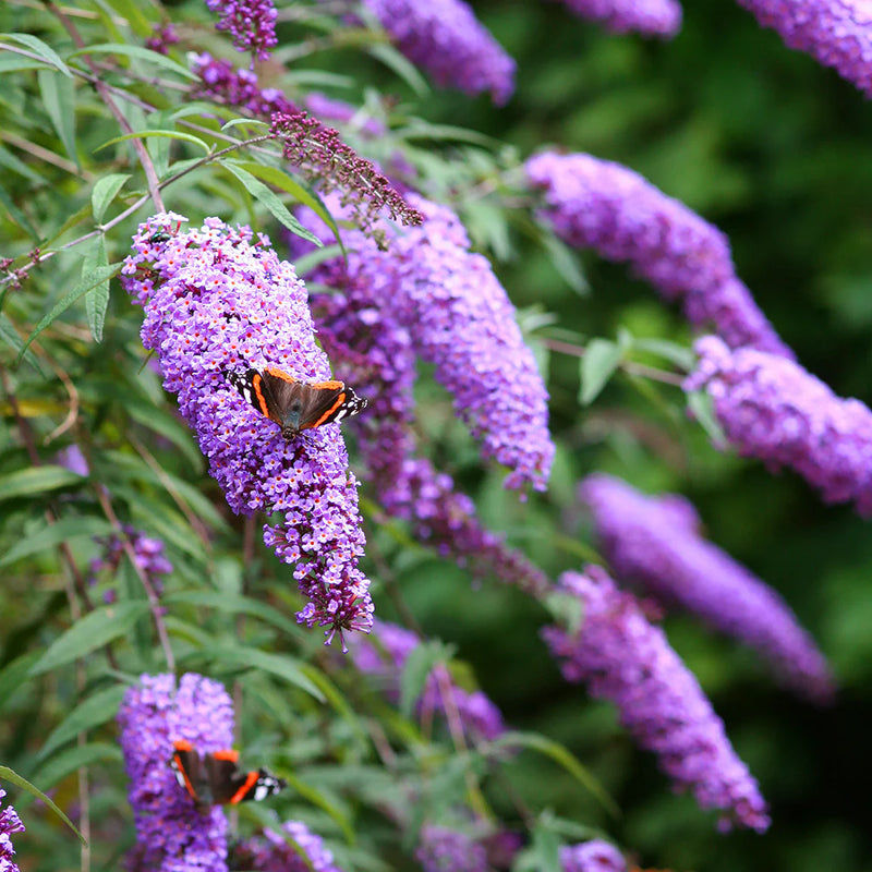Strauch Sommerflieder Blumensamen zur Aussaat – Halbschatten verträglich – Traditionssorte & ohne Gentechnik Samen Hausgarten