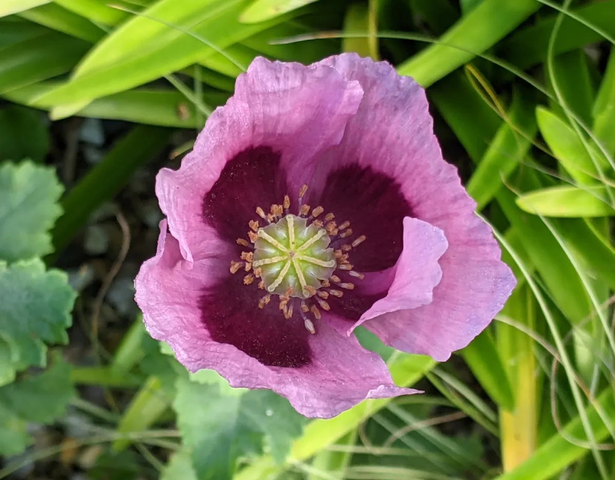Hungarian Blumensamen zur Aussaat ideal Rabatten Traditionssorte & ohne Gentechnik Samen Hausgarten