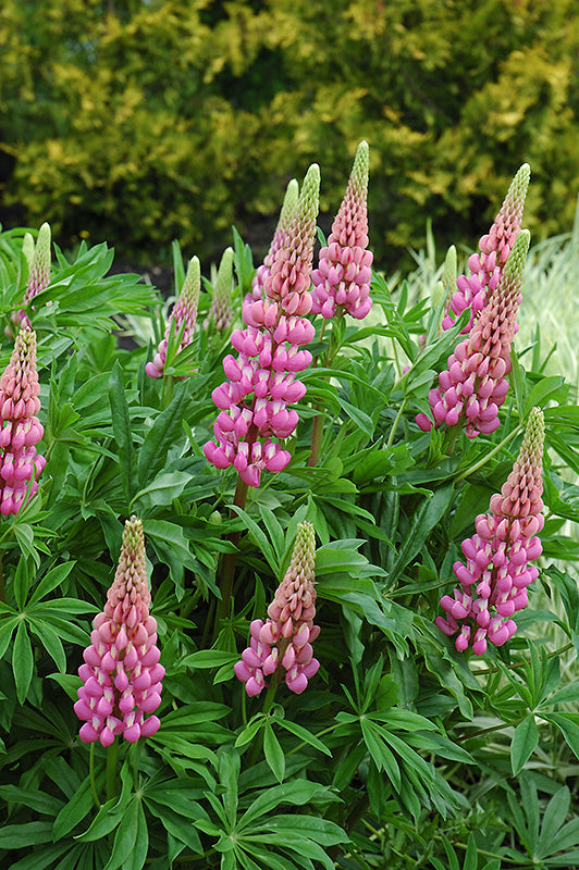 Rosa Lupine Blumensamen – leuchtend Samen zur Aussaat farbenfroh Gärten