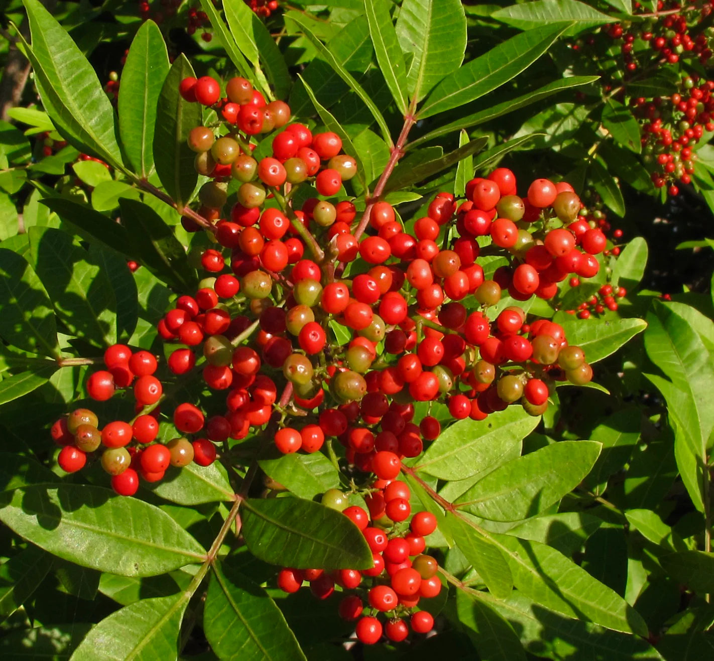 kaufen mixed terebinthifolius pflanzung samen Stück, 100 Stück