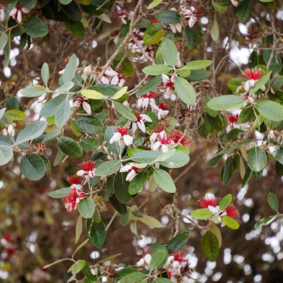 Feijoa Sellowiana Blumensamen zur Aussaat – Anzucht – Traditionssorte & ohne Gentechnik Samen Hausgarten