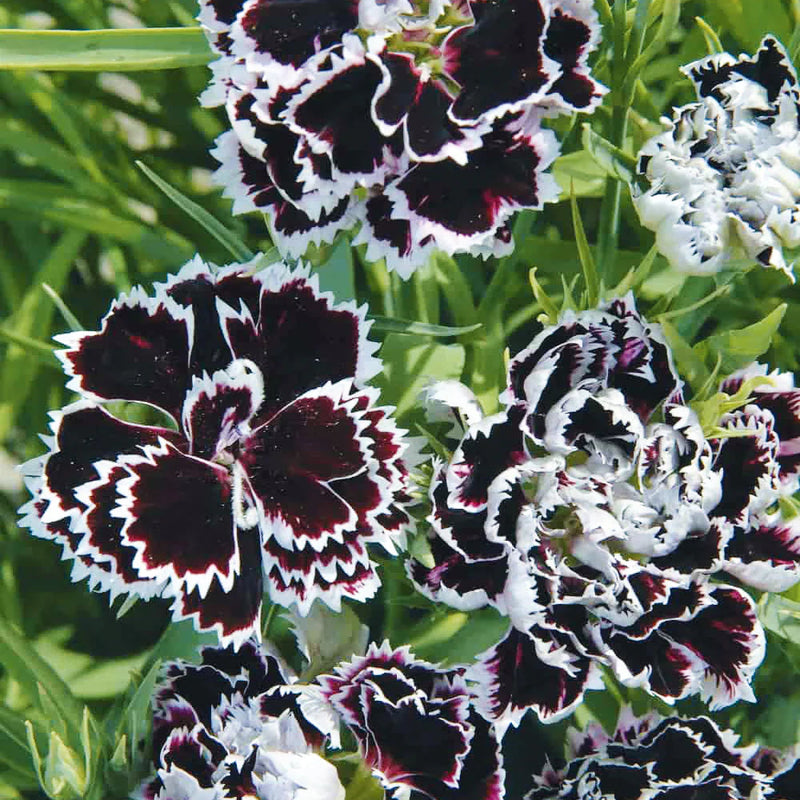 Schwarz weiß carnation blume samen for anpflanzung hardy variety heirloom & gmo free samen for home garten 
 
 sale for anpflanzung in home garten