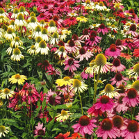 Echinacea (echinacea lustre) samen for anpflanzung in home garten