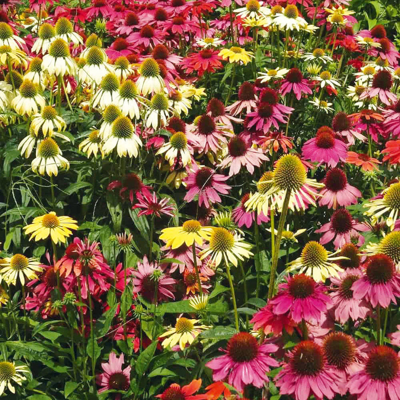 Echinacea (echinacea lustre) samen for anpflanzung in home garten