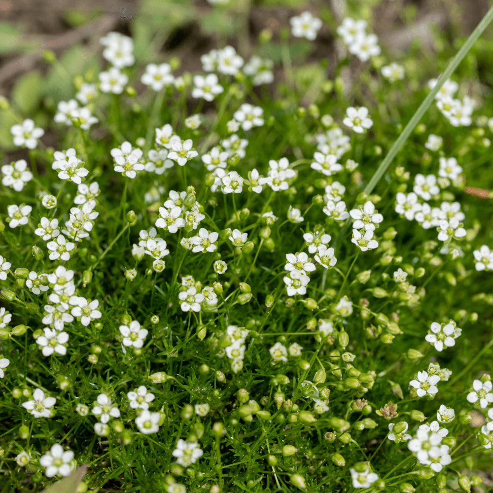 Weiß Sagina Subulata Blumensamen zur Aussaat – Wildblume Mischung – Traditionssorte & ohne Gentechnik Samen Hausgarten
