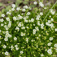 Weiß Sagina Subulata Blumensamen zur Aussaat – Wildblume Mischung – Traditionssorte & ohne Gentechnik Samen Hausgarten