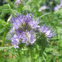 Lacy Phacelia Blumensamen zur Aussaat sonnenliebend Traditionssorte & ohne Gentechnik Samen Hausgarten