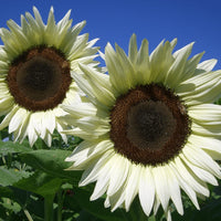 Weiß Sonnenblume Samen zur Aussaat