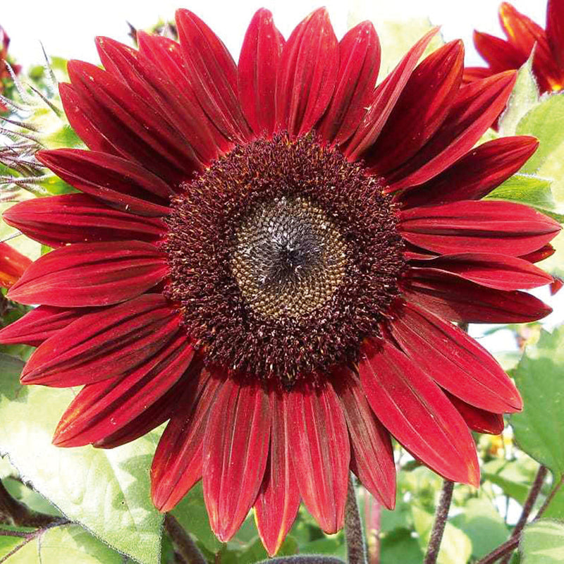 Sunflower blume samen for anpflanzung - fragrant blossoms, heirloom & gmo free samen for home garten
 
 sale for anpflanzung in home garten