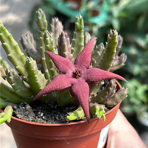 Rot Stapelia Blumensamen zur Aussaat – kompakt Wuchs – Traditionssorte & ohne Gentechnik Samen Hausgarten