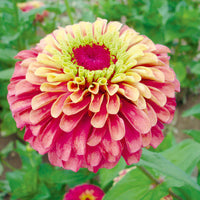 Zinnie Blumensamen Lime Orange Aussaat