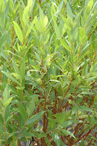 Flame Willow Pflanzensamen zur Aussaat – Halbschatten verträglich – Traditionssorte & ohne Gentechnik Samen Hausgarten