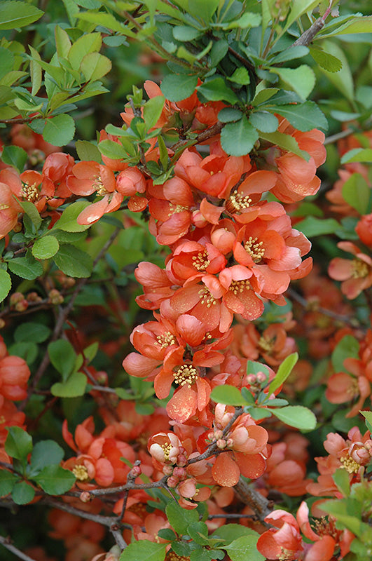 Orange Chaenomeles Blumensamen zur Aussaat leuchtend Blüten