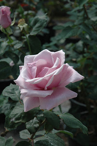 Sterling Silver Rose Blumensamen zur Aussaat sonnenliebend Traditionssorte & ohne Gentechnik Samen Hausgarten