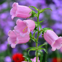 Traditionssorte Canterbury Blumensamen zur Aussaat Anzucht Traditionssorte & ohne Gentechnik Samen Hausgarten