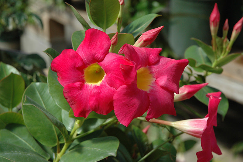 Mandevilla Rot Sanderi Blumensamen zur Aussaat leuchtend kletternd Blüten