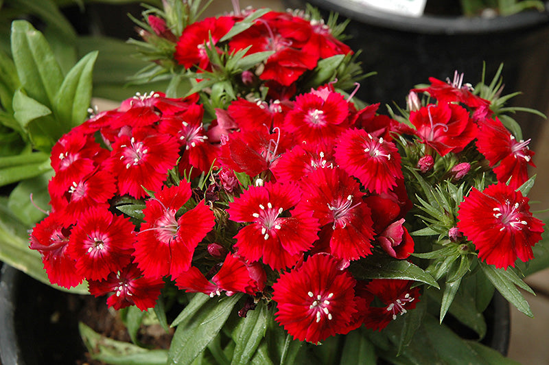 Rot William Blumensamen zur Aussaat