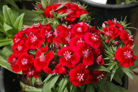 Rot William Blumensamen zur Aussaat