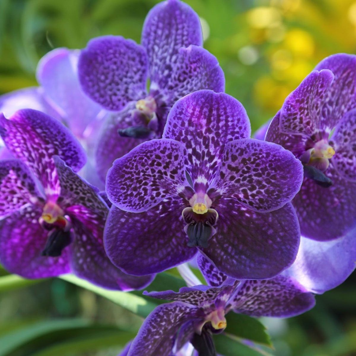 tief Blau Schmetterlingsorchidee Orchidee Samen Bestäuber freundlich Traditionssorte & ohne Gentechnik Samen Hausgarten