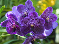 Violett Vanda Orchidee Blumensamen zur Aussaat – leuchtend – Traditionssorte & ohne Gentechnik Samen Hausgarten