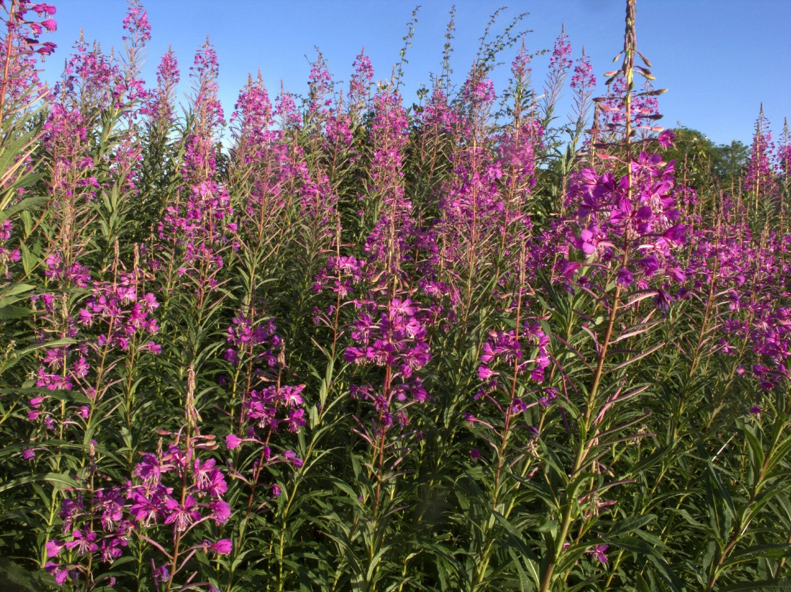Willowherb Blumensamen leuchtend Garten Spaces – Samen Natural Schönheit
