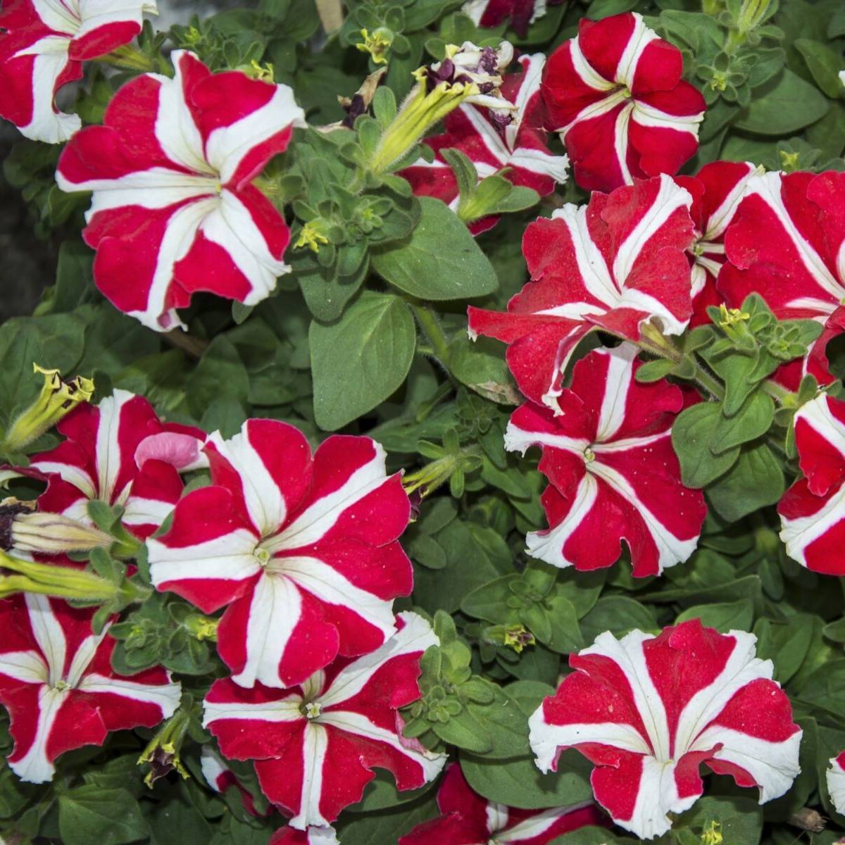 Rot Weiß Petunie Blumensamen Aussaat