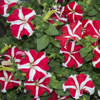 Rot Weiß Petunie Blumensamen Aussaat