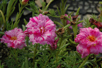 Sundial (sundial peppermint) samen for anpflanzung in home garten