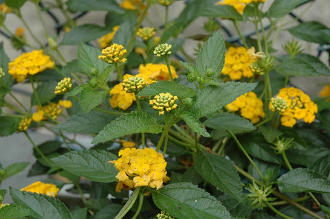 Hortensie Blumensamen zur Aussaat Schnitt Blume beliebt Traditionssorte & ohne Gentechnik Samen Hausgarten