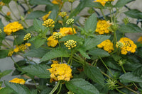 Hortensie Blumensamen zur Aussaat Schnitt Blume beliebt Traditionssorte & ohne Gentechnik Samen Hausgarten