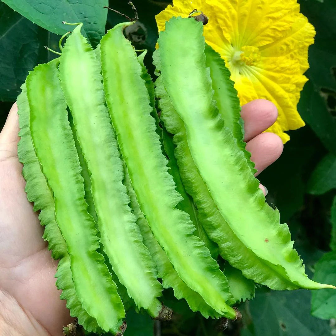 Green Winged Bean Samen für einfache Aussaat
