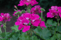 Lavendel Geraniums Blumensamen zur Aussaat Drought verträglich Traditionssorte & ohne Gentechnik Samen Hausgarten