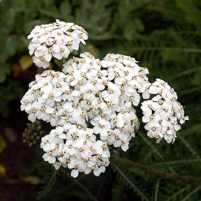 Weiß Arrowwood Blumensamen zur Aussaat – Growing Garten Samen