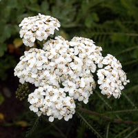 Weiß Arrowwood Blumensamen zur Aussaat – Growing Garten Samen