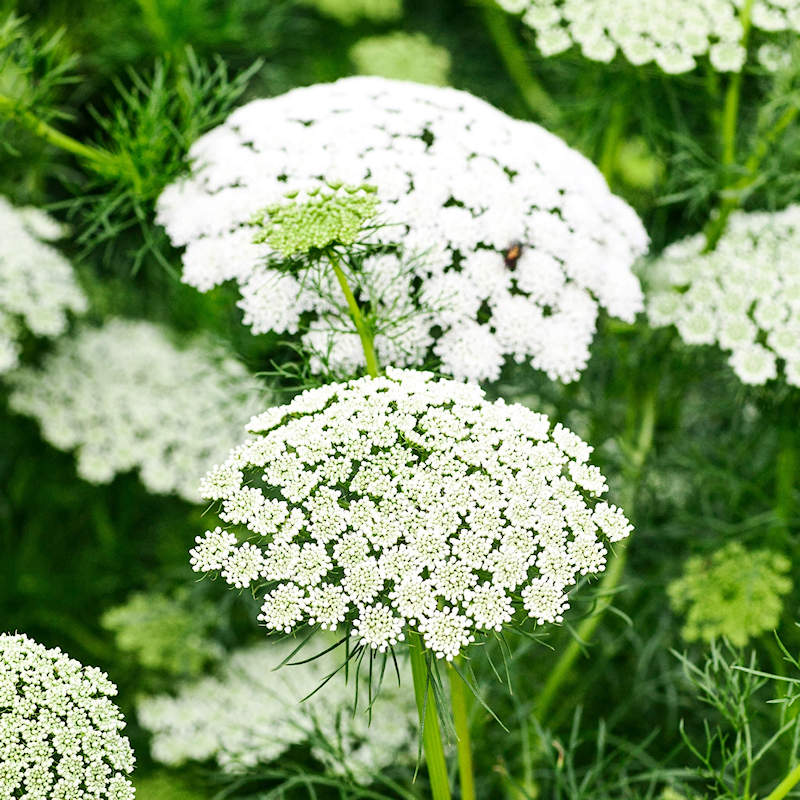 Weiß Bishops Blumensamen zur Aussaat – leuchtend – Traditionssorte & ohne Gentechnik Samen Hausgarten