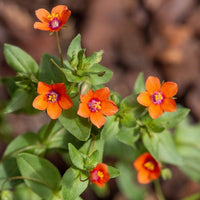 Orange Pimpernel Scarlet Blumensamen zur Aussaat leuchtend einjährig Blüten