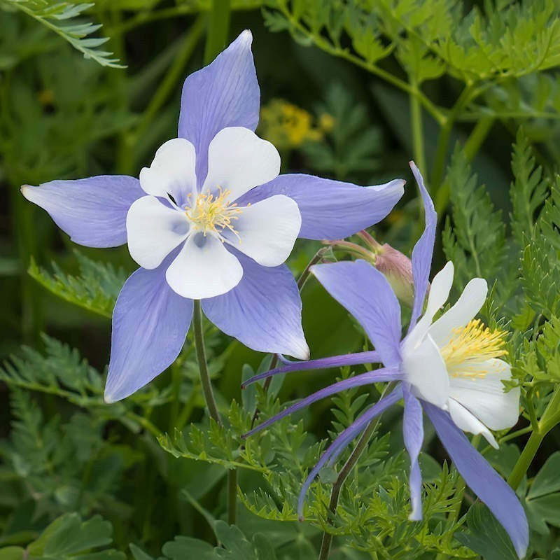 Columbine Blumensamen zur Aussaat sonnenliebend Traditionssorte & ohne Gentechnik Samen Hausgarten