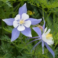 Blau Columbine Blumensamen zur Aussaat Bestäuber freundlich Traditionssorte & ohne Gentechnik Samen Hausgarten