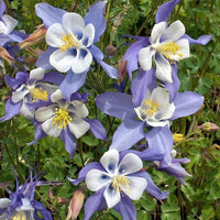 Columbine Blumensamen zur Aussaat Wildblume Mischung Traditionssorte & ohne Gentechnik Samen Hausgarten
